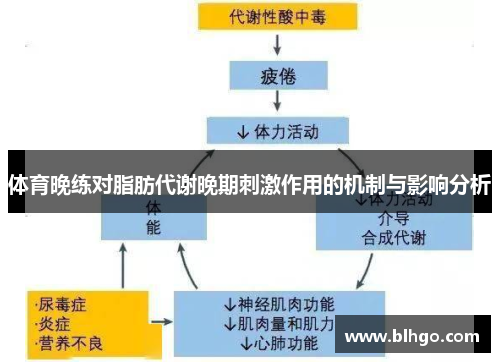 体育晚练对脂肪代谢晚期刺激作用的机制与影响分析